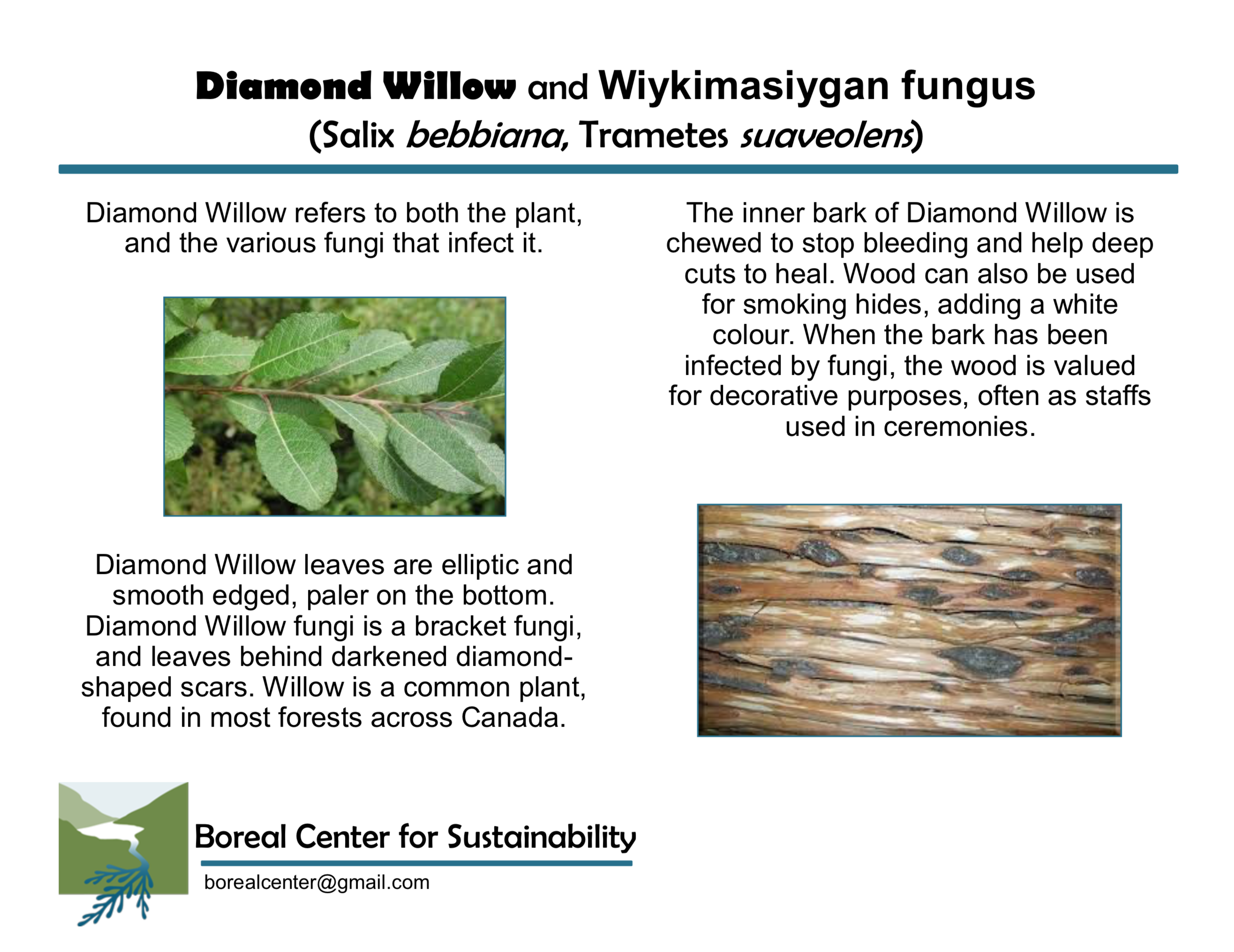 Diamond Willow and Wiykimasiygan Fungus